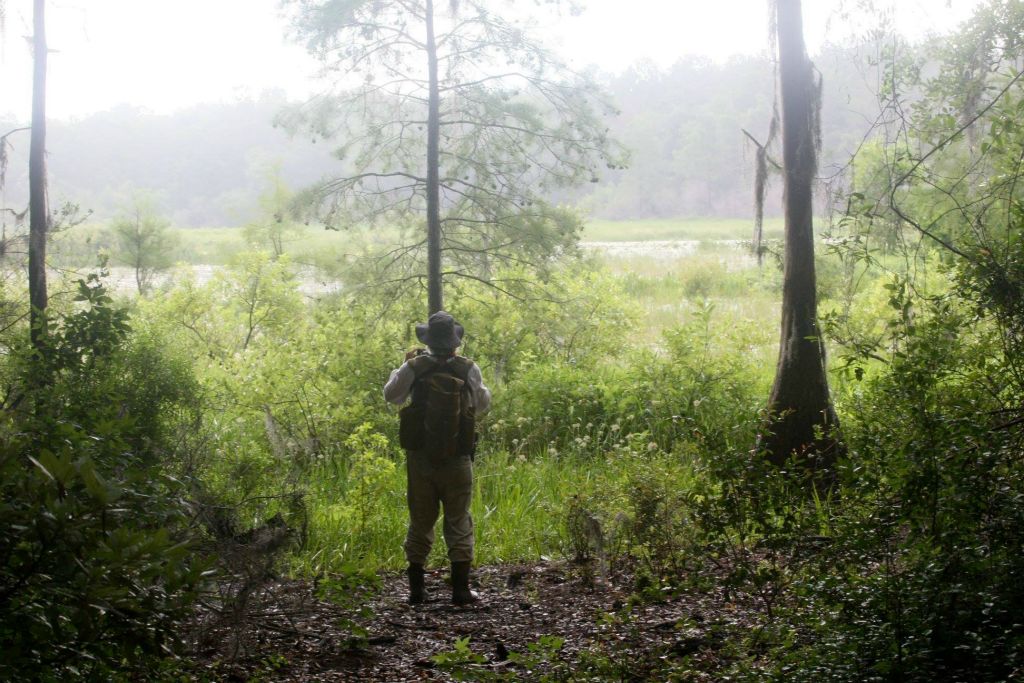 Hays looking over the wetlands on a summer day