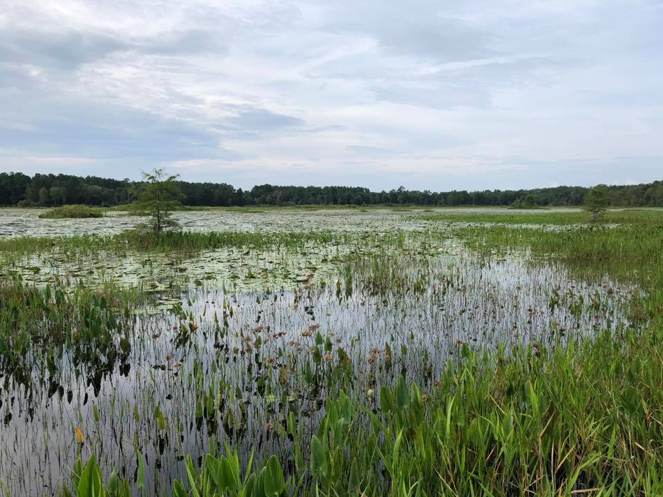 Wetland Views, Summer 2018