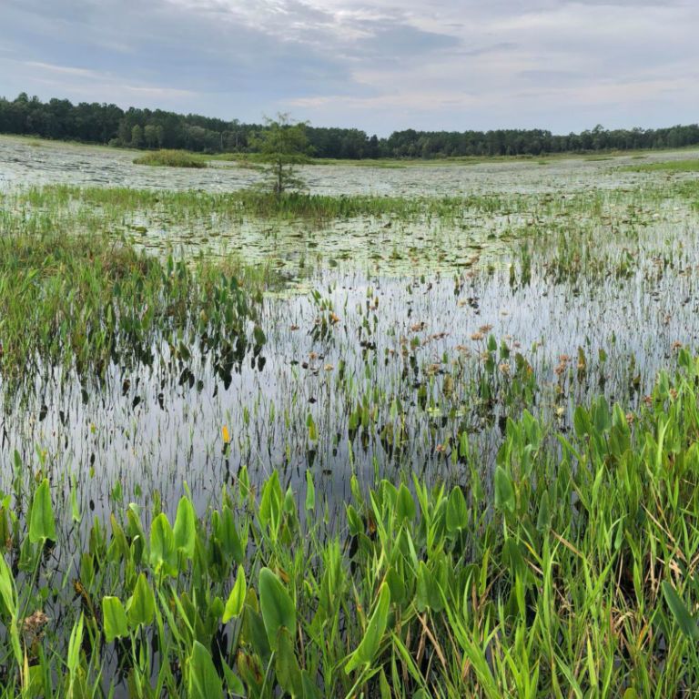 Wetland Views, Summer 2018