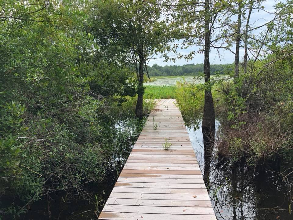 Cottonmouth Alley Boardwalk