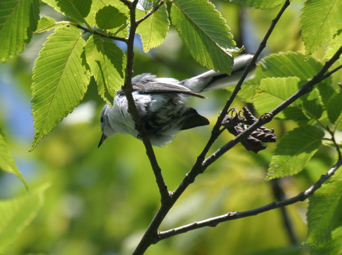 Full Size Image = 571 K