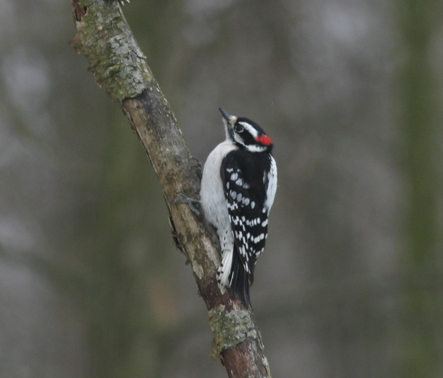 Full Size Image = 498 K