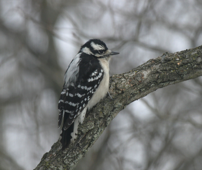 Full Size Image = 1073 K