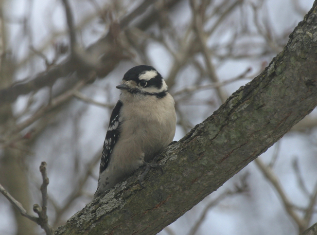 Full Size Image = 959 K