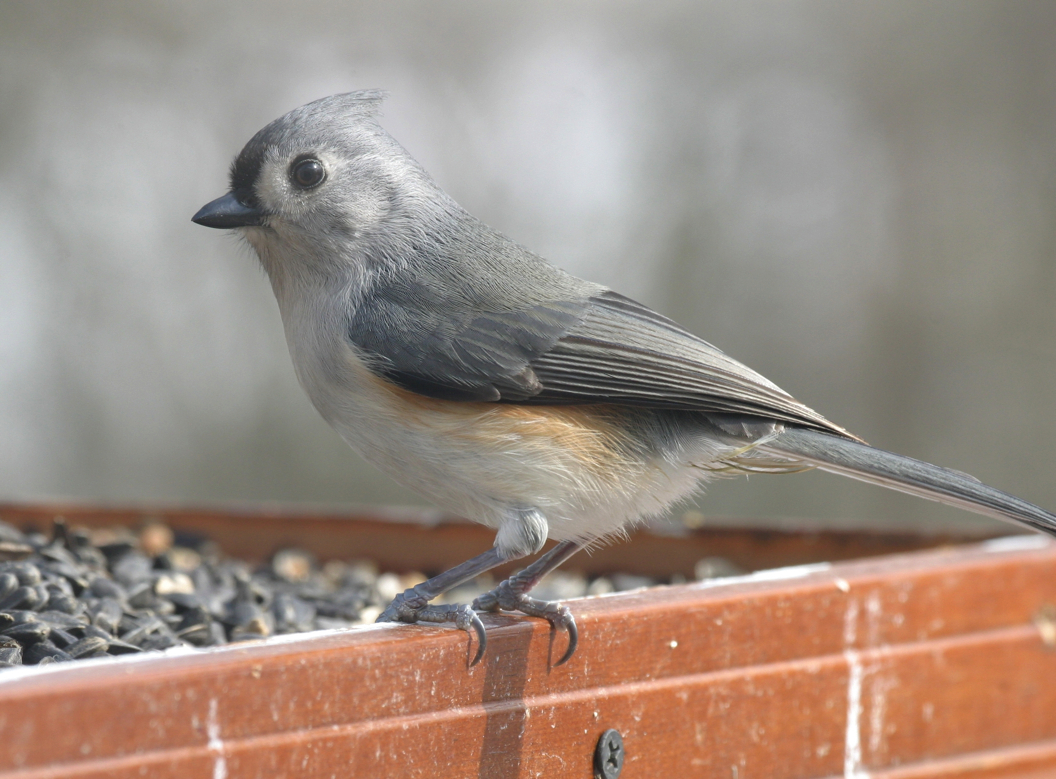 Full Size Image = 2346 K