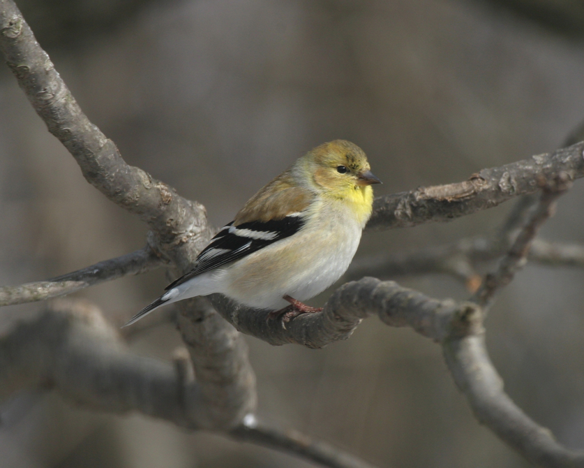 Full Size Image = 1544 K