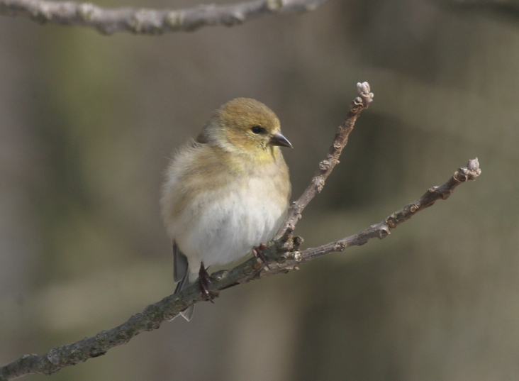 Full Size Image = 1066 K