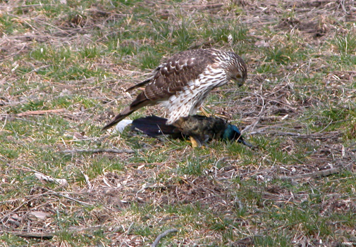 Full Size Image = 1044 K