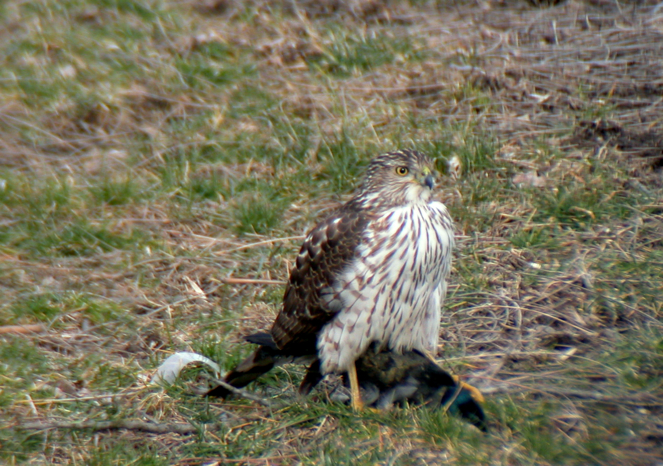 Full Size Image = 990 K