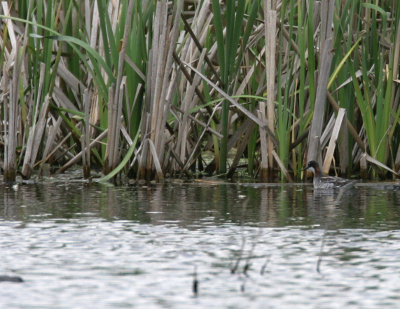 Full Size Image = 1463 K