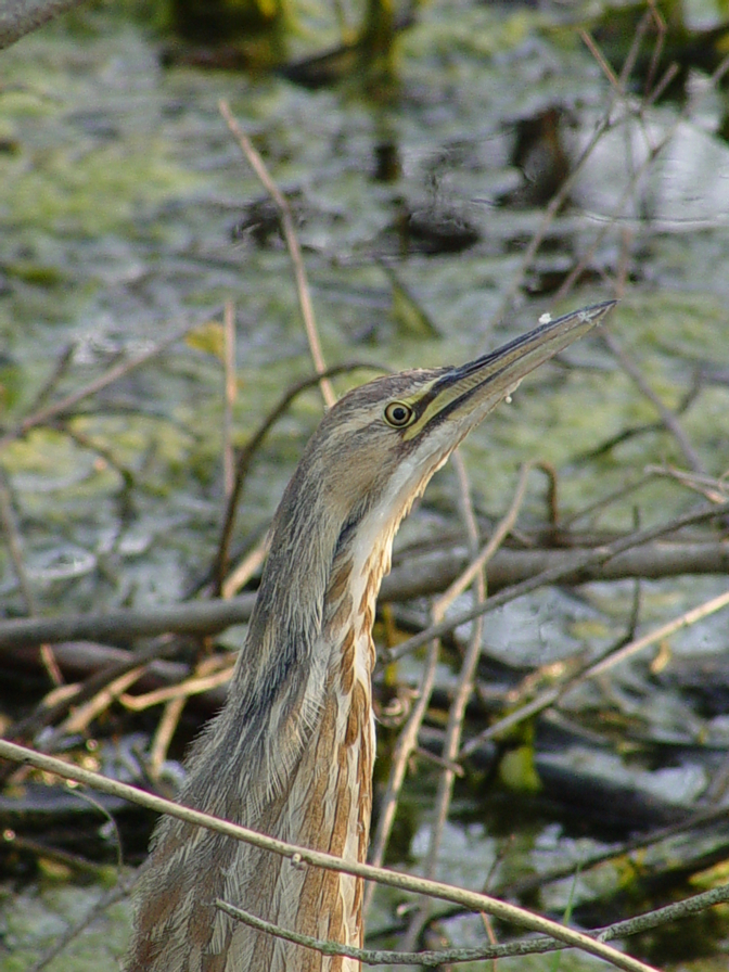 Full Size Image = 1809 K