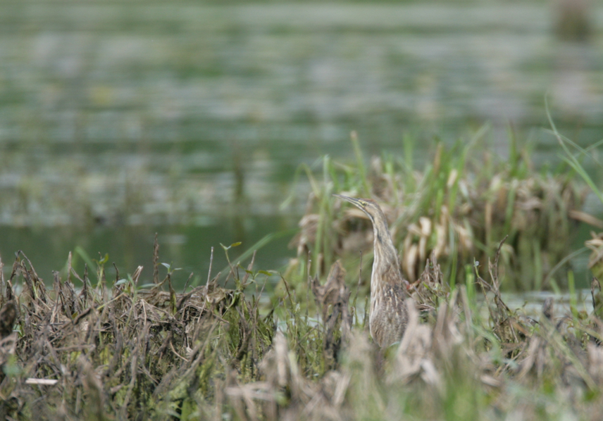 Full Size Image = 2483 K