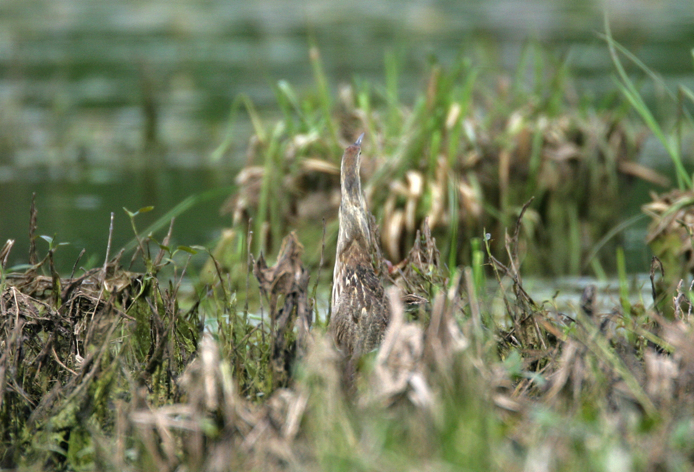 Full Size Image = 3074 K