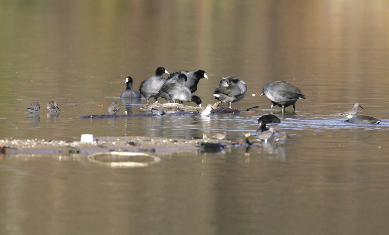 Full Size Image = 1568 K