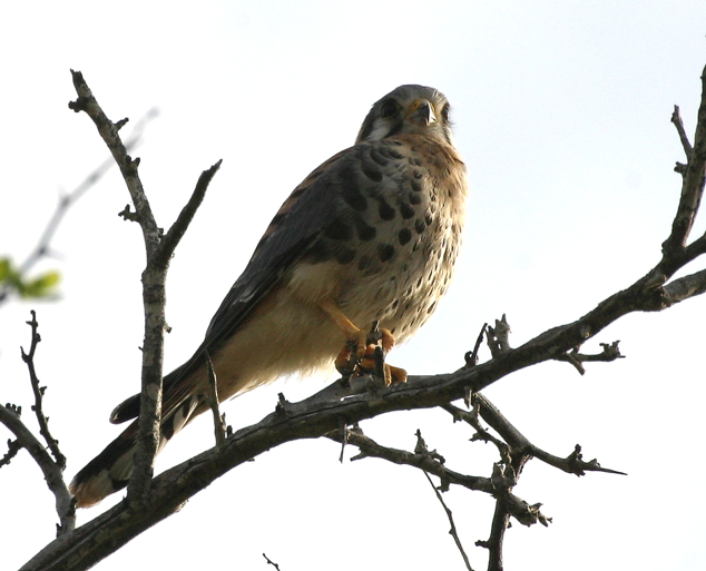 Full Size Image = 539 K