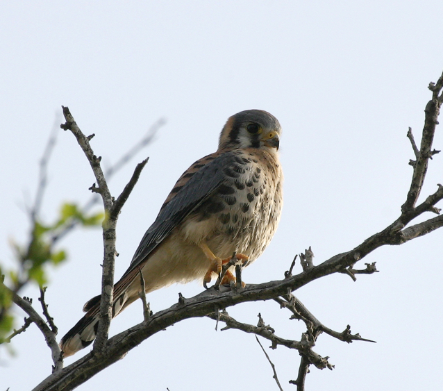 Full Size Image = 883 K