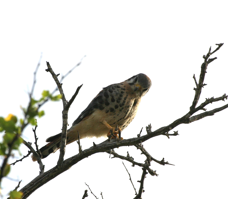 Full Size Image = 609 K