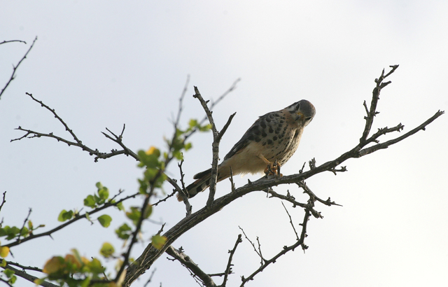 Full Size Image = 620 K