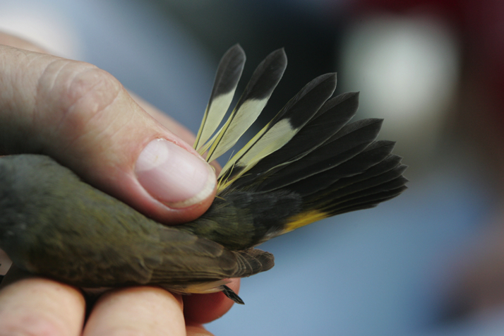 Full Size Image = 2544 K