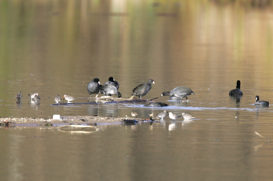 Full Size Image = 2411 K