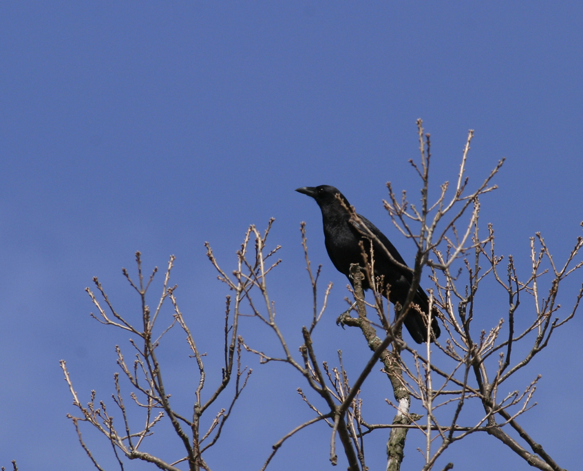 Full Size Image = 1640 K