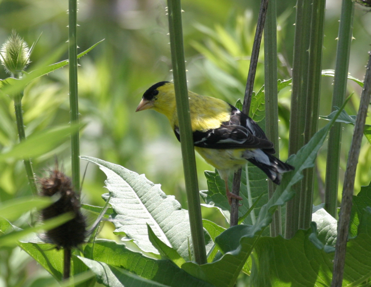 Full Size Image = 729 K