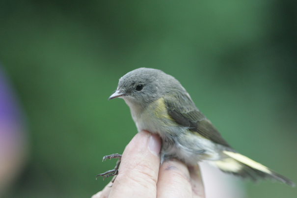 Full Size Image = 1482 K