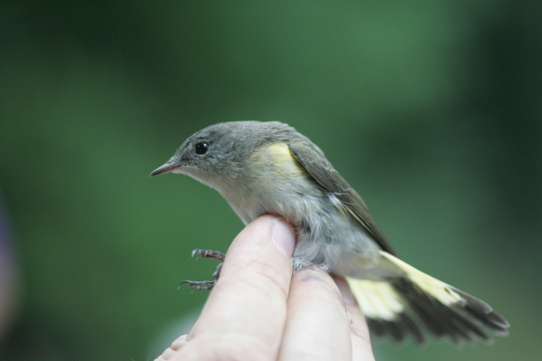 Full Size Image = 1486 K