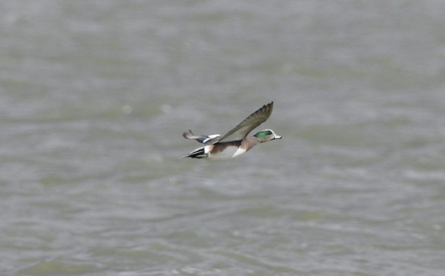 Full Size Image = 456 K