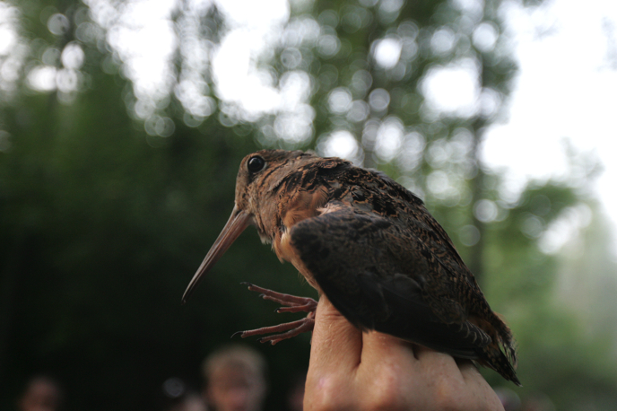 Full Size Image = 12674 K