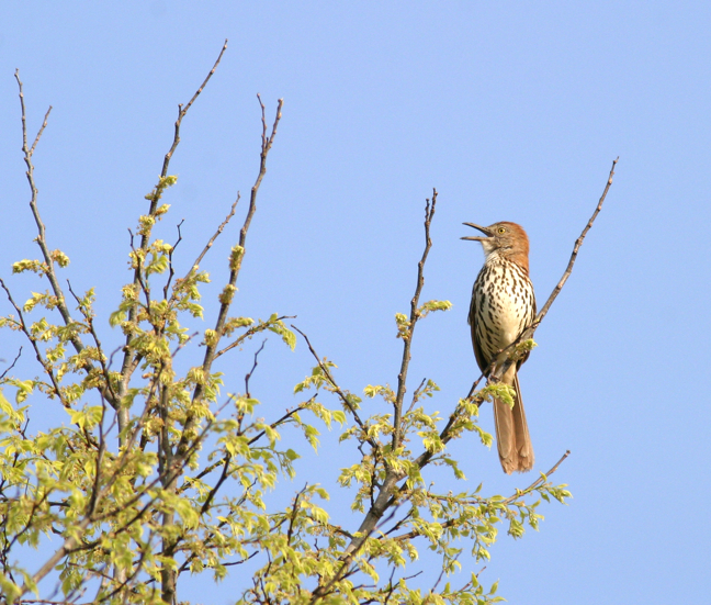 Full Size Image = 1309 K