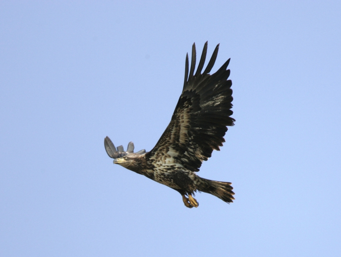 Full Size Image = 1303 K