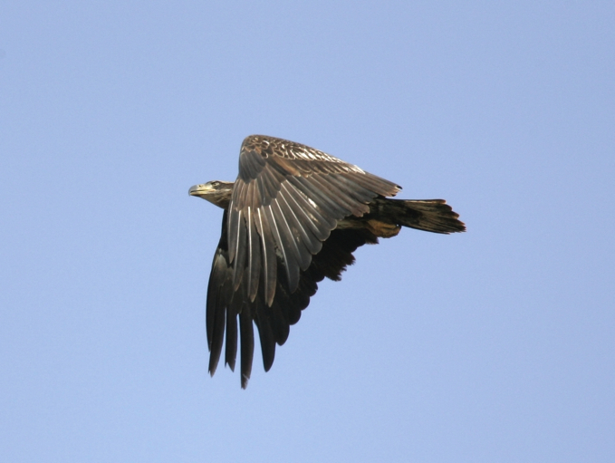 Full Size Image = 964 K