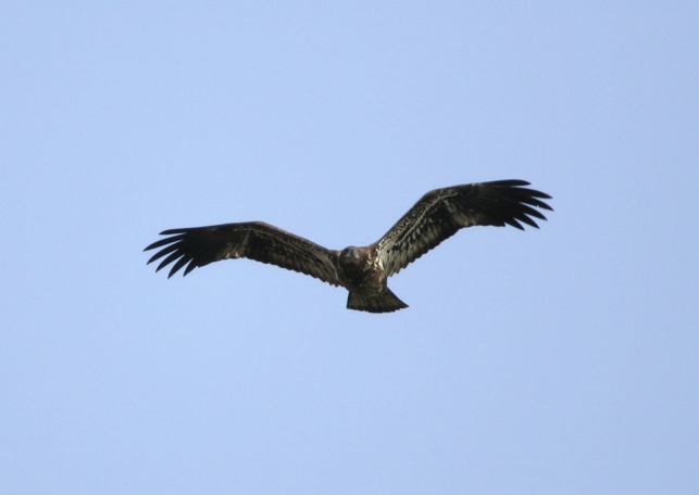 Full Size Image = 945 K