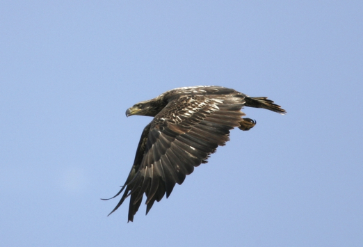 Full Size Image = 736 K