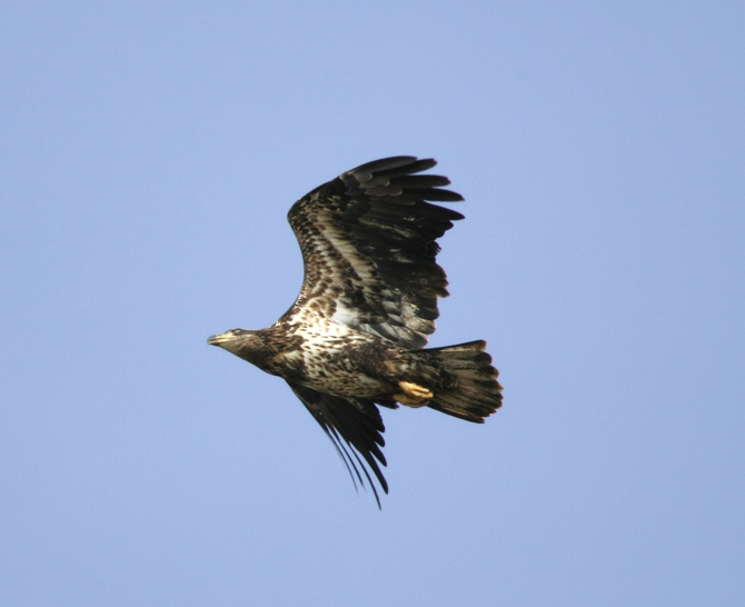 Full Size Image = 1395 K