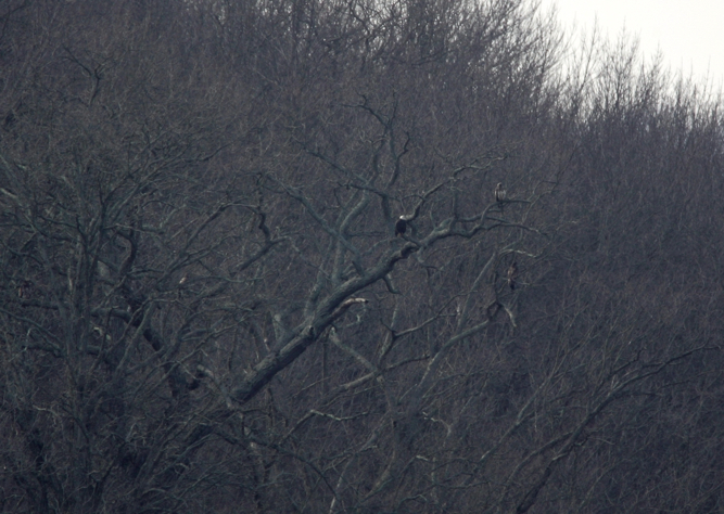 Full Size Image = 1956 K