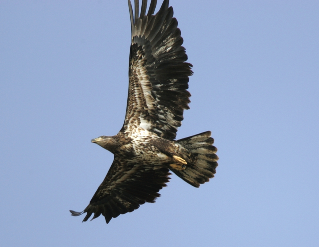 Full Size Image = 1203 K