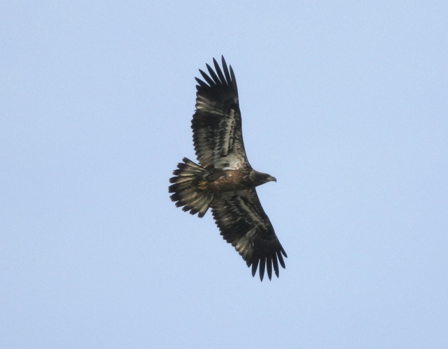 Full Size Image = 542 K