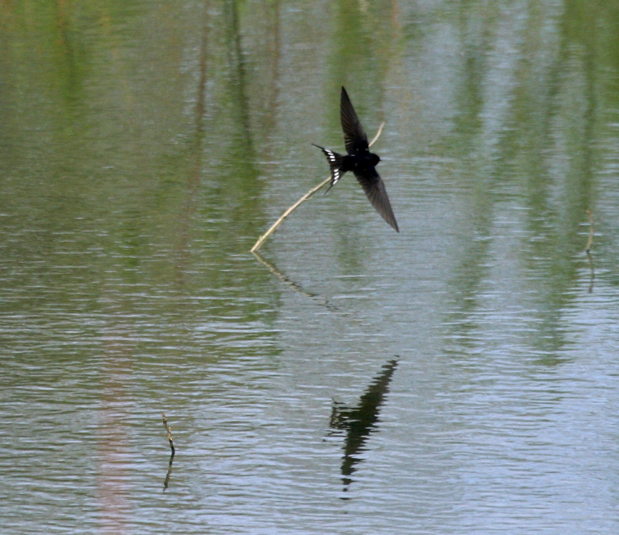 Full Size Image = 1239 K