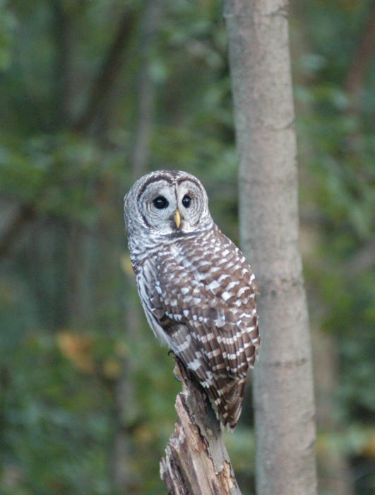 Full Size Image = 8905 K