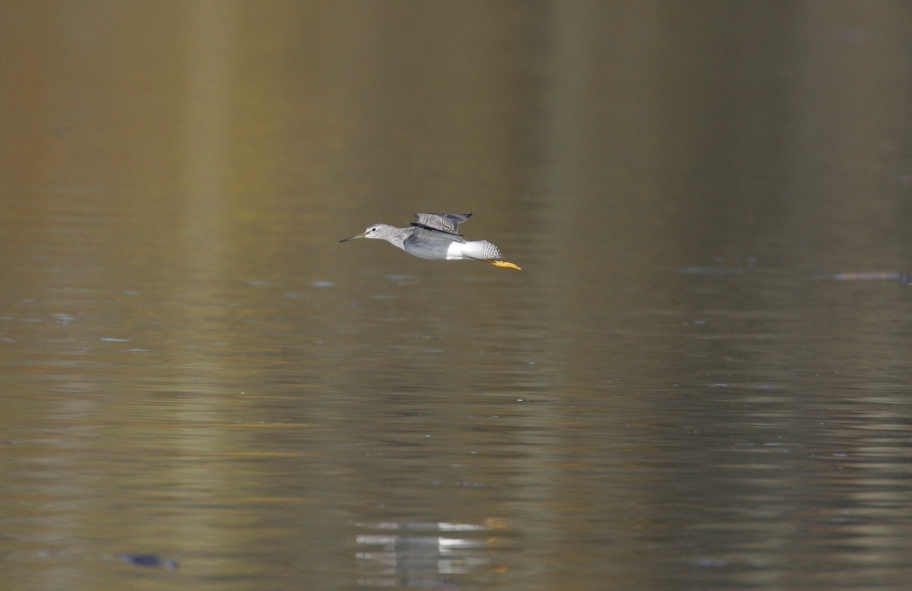 Full Size Image = 1025 K