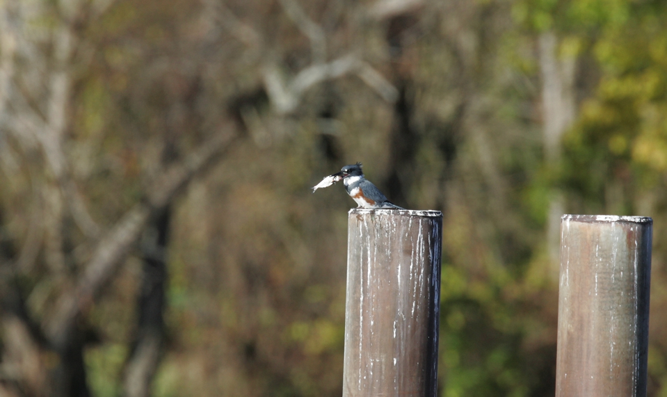 Full Size Image = 1524 K