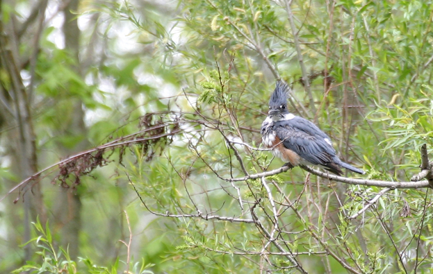 Full Size Image = 715 K