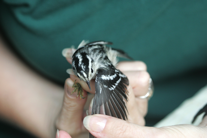 Full Size Image = 12673 K