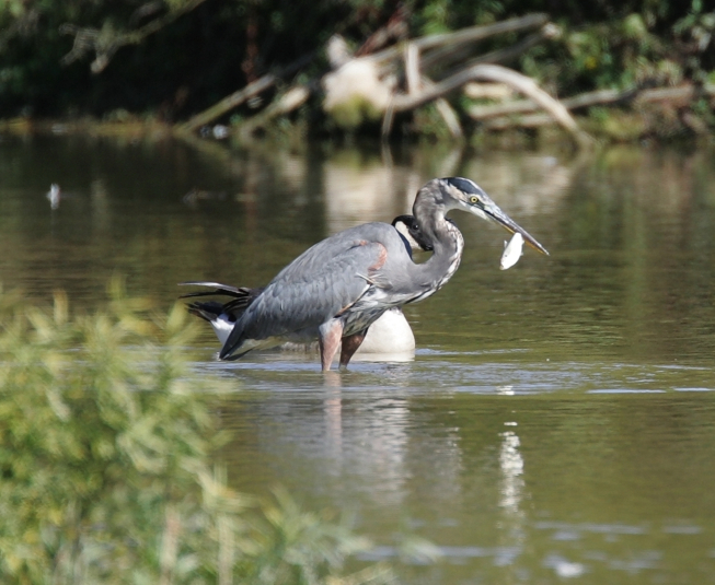 Full Size Image = 919 K