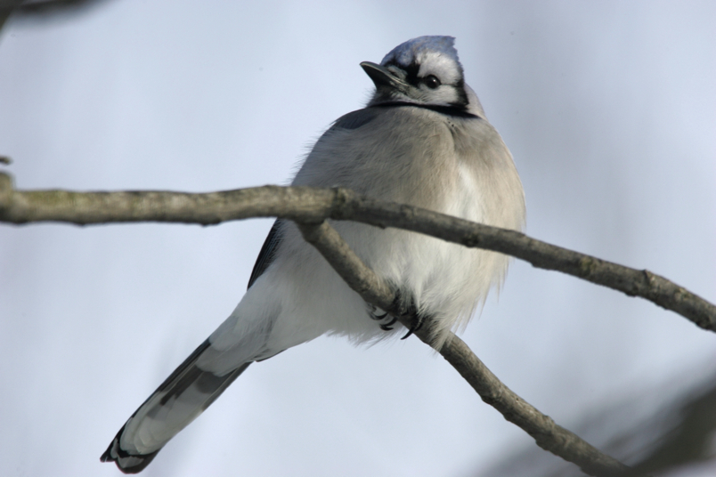 Full Size Image = 3396 K