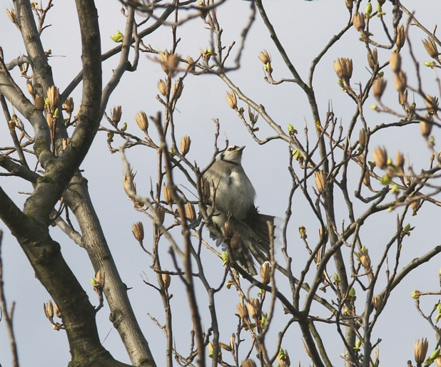 Full Size Image = 990 K