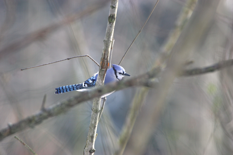 Full Size Image = 3823 K