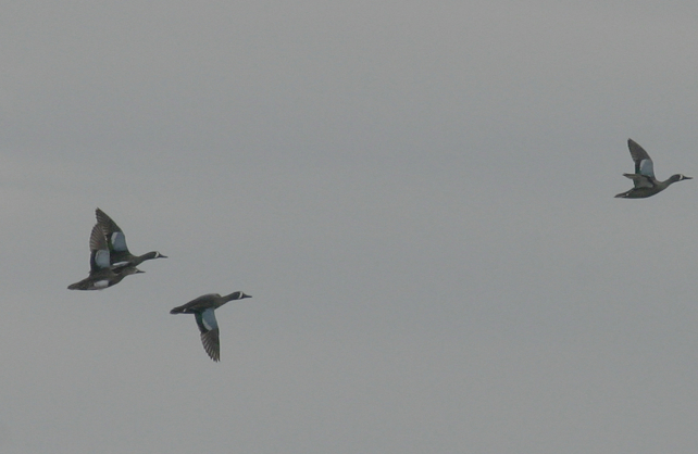 Full Size Image = 291 K